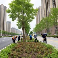 2026美加墨世界杯官网 双燕路东段绿化工程